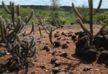 Brasil já perdeu 34 milhões dos 82,6 milhões de hectares da Caatinga