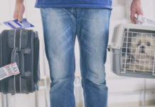 Veja as regras para viajar de avião com cachorro ou outro pet na Gol, Latam e na Azul