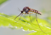 São Paulo já tem todos os bairros com epidemia de dengue, aponta boletim da prefeitura