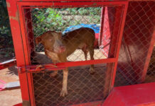 Idoso é atacado nas mãos, braços e pernas por um Pitbull em Minas Gerais