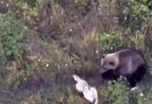 Donos usam drone para localizar cão e o encontram brincando com ursos