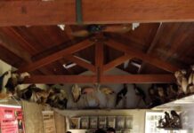 Prefeitura de Sorocaba convida o público a participar do programa “Conhecendo o Museu de Zoologia”
