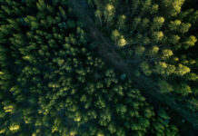 Desmatamento cai 62% na Amazônia e 12% em todo o Brasil, aponta MapBiomas