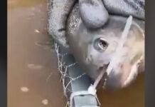 Piranha é usada para cortar armadilha de pesca; vídeo viraliza