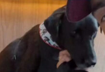Pedro Scooby adota cachorro resgatado no Rio Grande do Sul