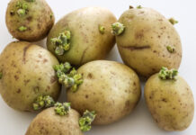 Batatas com brotos ou coloração esverdeada podem ser perigosas, entenda