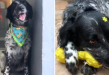 Rapaz encontra sua cadela enforcada em pet shop; polícia investiga