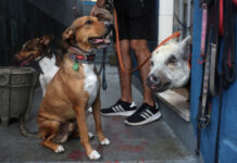Treinador de cães no RJ usa porco para acalmar animais agressivos; veja