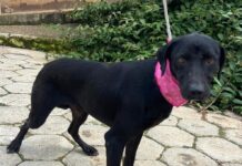 Prefeitura de Sorocaba promove feira de adoção de cães no Parque das Águas neste sábado (15)
