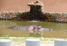 Dia do Hipopótamo tem programação especial no Zoológico de Sorocaba