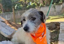 Prefeitura de Sorocaba promove feira de adoção de cães no Parque das Águas neste sábado (29)