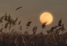 Os três signos que serão mais impactados pela lua cheia desta semana