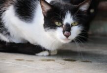 ‘Sorocaba PET Show’ acontece no Parque Campolim no dia 8 de junho