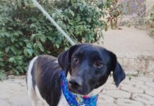 Parque das Águas recebe feira de adoção de cães neste sábado (17)