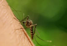 Por que razão os mosquitos picam mais umas pessoas do que outras?