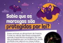 Saiba o que fazer quando encontrar morcegos com suspeita de raiva