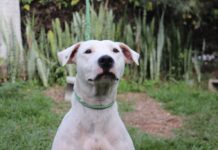 Prefeitura de Sorocaba promove de adoção de cães no Jardim Brasilândia neste sábado (14)