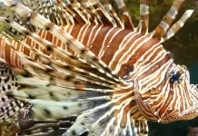 Peixe invasor é identificado em praia turística do Nordeste; entenda qual é risco