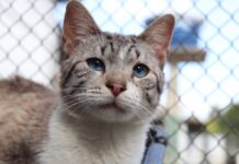 Prefeitura de Sorocaba recebe inscrições de ONGs para vagas remanescentes do Conselho de Proteção e Bem-Estar Animal até o dia 30 de julho