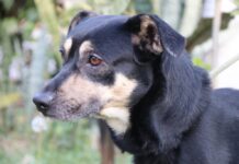 Feira de adoção de cães é levada ao Parque das Águas