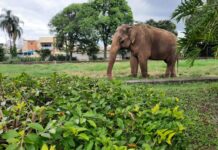 Prefeitura de Sorocaba vai recorrer da decisão judicial a respeito da transferência do elefante Sandro ao santuário