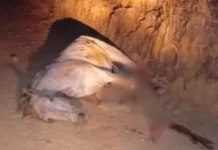 Cavalo tem as patas decepadas por jovem no interior de SP
