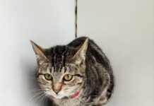 Prefeitura de Sorocaba promove dia de adoção de cães e gatos no Jardim Brasilândia neste sábado (9)
