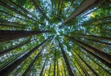 Produção florestal do país cresce 16,7% e chega a R$ 44,3 bi em 2024