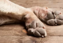 Cachorros morrem após ficarem 1 hora e meia presos em carro de pet shop em SP
