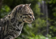 Zoológico de Brasília ficará com jaguatirica cega resgatada em rodovia