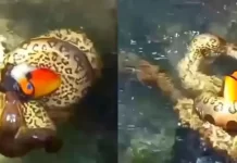 Sucuri devora tucano que foi beber água em Bonito; vídeo