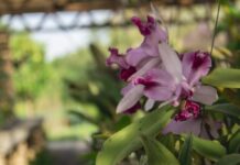 População pode participar de oficina de cultivo de orquídeas no Jardim Botânico de Sorocaba