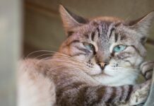 3ª edição do “Sorocaba PET Show” acontecerá no dia 5 de outubro no Parque Campolim