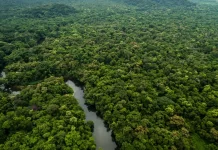 Amazônia registra 3º menor desmatamento da história