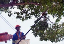 Avenida Ipanema terá serviço de poda de árvore de grande porte na segunda-feira (20)