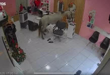 Cavalo invade salão de beleza no Piauí e rouba a cena diante do espelho