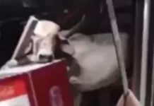 Vaca cai do telhado em bar no Ceará e deixa funcionária ferida