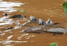 Peixes mortos são vistos em pontos da represa Billings na cidade de São Paulo