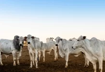 Pará adia para 2030 obrigação de rastrear gado com ‘brinco’ em cada animal