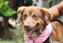 Blitz Dezembro Verde em Sorocaba trata sobre maus-tratos e abandono de animais domésticos