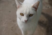 Inscrições abertas para castração de cães e gatos nos meses de janeiro e fevereiro em Sorocaba