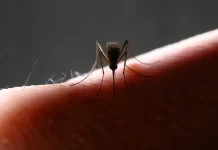 Mosquitos da mata atlântica preferem sangue humano, diz estudo