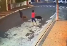 Criança tem o couro cabeludo arrancado ao ser atacada por pit bull
