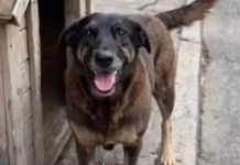 Justiça ordena que redes excluam informações sobre adolescentes suspeitos de matar cão Orelha