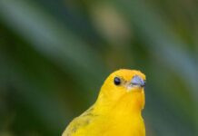 Exposição “Asas em foco: Retratos da Natureza” poderá ser conferida no Pátio Cianê Shopping a partir desta quinta-feira (15)