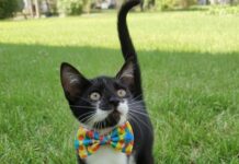 Feira de adoção de cães e gatos do Canil Municipal é realizada no Parque Campolim neste sábado (31)