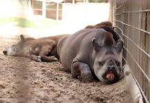 Zoológico Municipal de Sorocaba oferece tradicional curso de férias na próxima semana