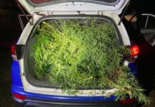 GCM localiza plantação de maconha em área de preservação no Jardim Santa Marina