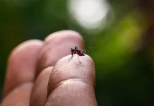Estudo explica diferença de sintomas entre febre do Oropouche e dengue