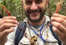 Fungo do “The Last of Us” é identificado em tarântula na Amazônia